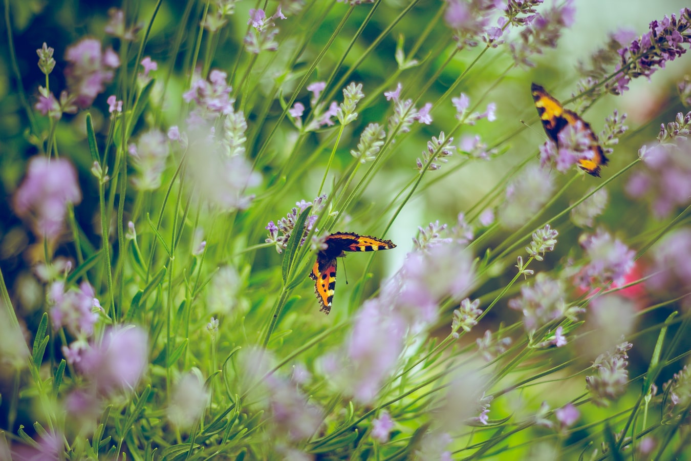 Lavori di giardinaggio in primavera